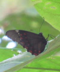 Papilio menatius victorinus