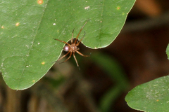 Philodromus marxi
