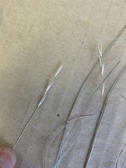 Rytidosperma buchananii