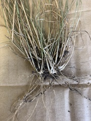 Rytidosperma buchananii