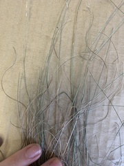 Rytidosperma buchananii