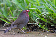 Brown Firefinch photo 2