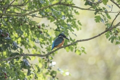 Alcedo atthis