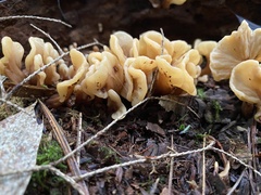 Spathulariopsis velutipes