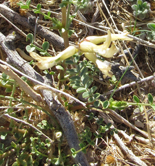 Astragalus beckwithii