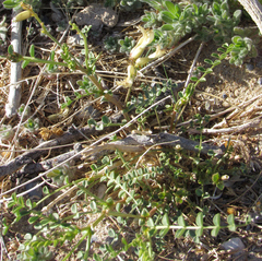 Astragalus beckwithii