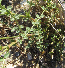 Astragalus beckwithii