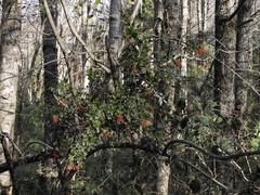 Tristerix corymbosus