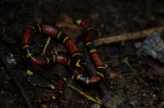 Pliocercus elapoides