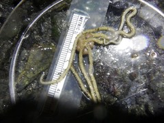 Amphiodia occidentalis