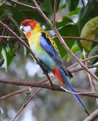 Platycercus eximius x adscitus