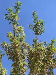 Acer tataricum