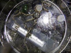 Amphiodia occidentalis