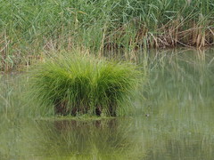 Carex elata