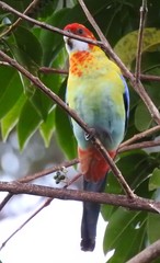 Platycercus eximius x adscitus