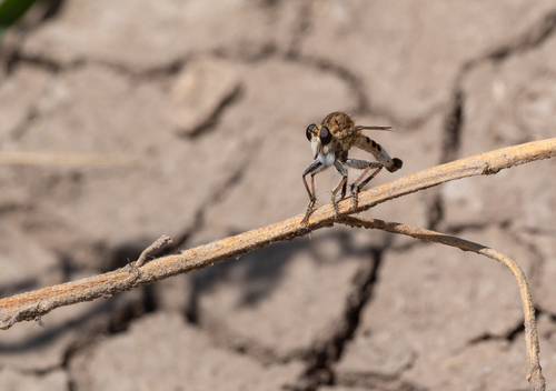 Sand Hammertail photo 5