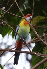 Platycercus eximius x adscitus