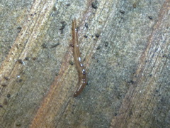 Rhynchodemus sylvaticus