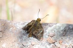 Apyrrothrix