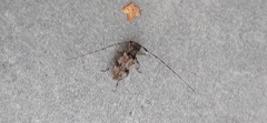 Leiopus femoratus