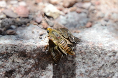 Apyrrothrix
