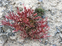 Epilobium porphyrium