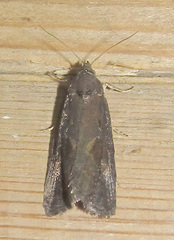 Endothenia ericetana
