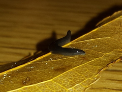 Microplana terrestris