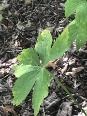 Ranunculus platanifolius