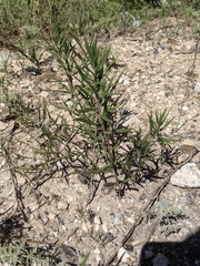 Talinum aurantiacum