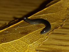 Microplana terrestris