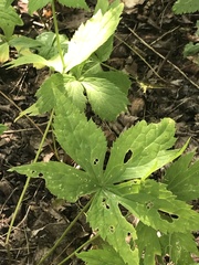 Ranunculus platanifolius