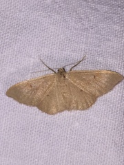 Idaea rubraria