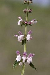 Stachys rigida rigida
