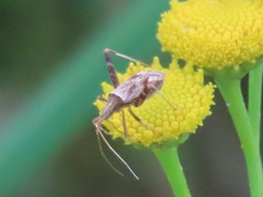 Phytocoris varipes