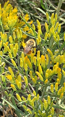 Bombus huntii