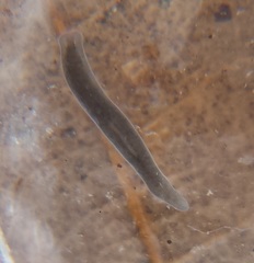Dendrocoelidae