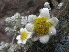 Leucogenes grandiceps