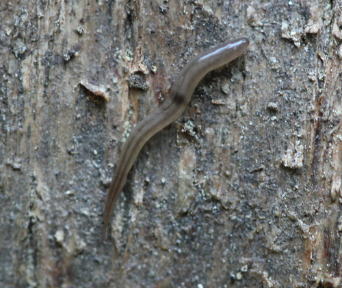 Snake-headed Flatworm, photo 2 of 10