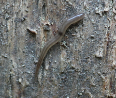 Rhynchodemus sylvaticus