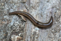 Rhynchodemus sylvaticus