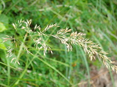 Calamagrostis varia