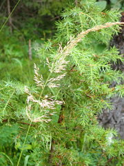 Calamagrostis varia