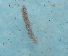 Dugesiidae