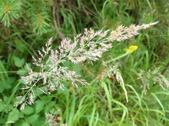 Calamagrostis varia