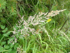 Calamagrostis varia
