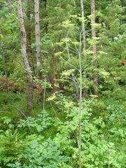 Peucedanum verticillare