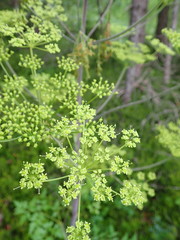 Peucedanum verticillare