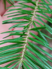 Abies balsamea image