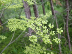 Peucedanum verticillare